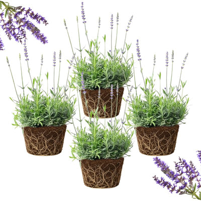 4 Lavender Plants Live Outdoor Indoor, Cold Hardy Fragrant Perennial Herb for Garden and Landscape, 4-8 Inch Tall (Blue Lavender)