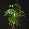 Money Tree Live Plant, Money Trees Well Rooted from 6 to 10 Inches Tall, Tropical Indoor Plant for Home Office Decor