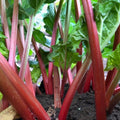 Rhubarb Plant for Planting, Rhubarb Live Plant Roots Crown, 4 to 6 Inc in Height, Perennial Vegetable Bare Root