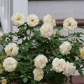 Creamy White Rose Plant Live for Planting, Rebloomer Fragrant Climbing Rose Bushes Plant Live, Roses for Planting, Starter Size, 4 to 10 Inc Tall