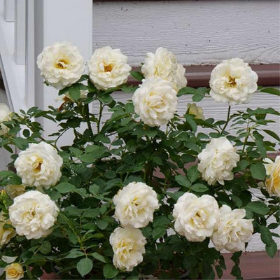 Creamy White Rose Plant Live for Planting, Rebloomer Fragrant Climbing Rose Bushes Plant Live, Roses for Planting, Starter Size, 4 to 10 Inc Tall
