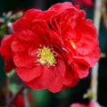 Quince Flowering Plant, Quince Flower Shrub Outdoor Planting, 5 to 7 Inch Tall (Red)