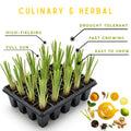 10 Perennial Lemon Grass Plants Live, Lemongrass Plants Stalks, Ready to Plant Herb, Size 5-9" in Tall, Well Rooted for Planting Outdoor, Full Sun