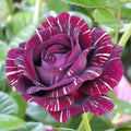 Purple White Stripe Climbing Rose Live Plant, Can Grow As Rose Bushes Shrubs, Fragrant Ready to Plant, Starter Size, 5 to 10 Inc Tall, Dormant in Winter