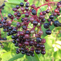 Black Elderberry Bush Live Plant, Berry Shrub, 8-12 Inch Tall