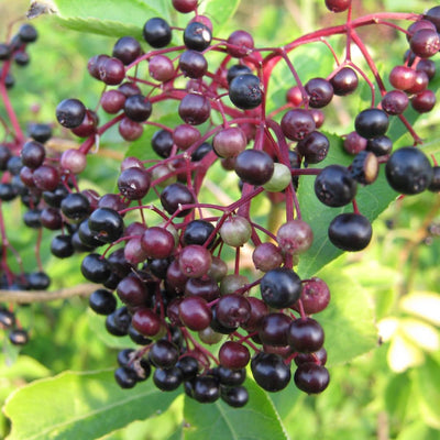 Black Elderberry Bush Live Plant, Berry Shrub, 8-12 Inch Tall