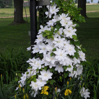 Clematis Vine Plants Live in Pot, 8 Months Old Seedlings Climbing Flowering, Outdoor Trellis Fences, Cold Hardy (White Clematis)