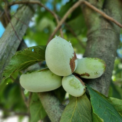 2 Bare Roots, Paw Paw Plants Live, Common Pawpaw Tree Live Plants, 6 to 11 Inc in Height