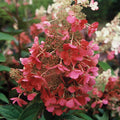 Pink Hydrangea Plant Live for Planting, 6-12" Tall, Hydrangea Tree Live Plant in Pot, Hydrangea Flowers