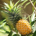 02 Pineapple Plants Live for Outdoor Full Sun Spring Planting, Cold Hardy Fruit Tree Starter from 4-6" in Tall, No Pot (Early Growing Pineapple)