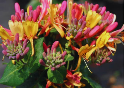 Fragrant Climbing Honeysuckle Plant Live Vine, Lonicera Perennial Honeysuckle Plants Bushes Shrubs for Planting