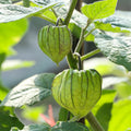 Cape Gooseberry Plant Live, 6-10 Inch Tall in 4" Pot, Golden Berry Perennial Fruit Plant for Outdoor Growing