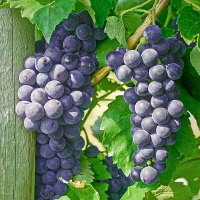 Blue Purple Grape Vine Plant, Bareroot 1-2 Years Olds, Grape Plant Live for Planting, Grape Fruits Tree Live Plant