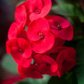 Euphorbia Milii Plant, Red Crown of Thorns Plant Live, Succulent Cactus Plant in 4 Inches Pot, Live Cactus Plant Outdoor Indoor