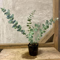 Blue Eucalyptus Plant Live, Eucalyptus Tree Live Plant, Houseplants for Planting, 4 to 6 Inches Tall