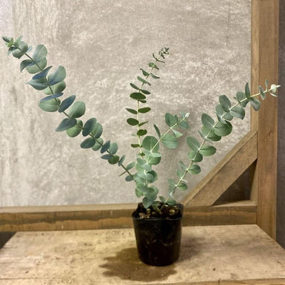 Eucalyptus Plant Live, Blue Eucalyptus Tree Live Plant, 4 to 6 Inches Tall Starter Plant
