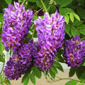 Purple Blue Wisteria Tree Live Plant, Violet Wisteria Live Plant, Wisteria Vine for Planting Outdoors, 2.5 Inch Pot