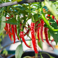 Long Thin Red Pepper Plant Live in 2.5 Inch Pot for Planting Outdoor