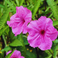 Set 6 Mexican Petunias Live Plants, Mexican Petunia Plants, Well Rooted, 5 to 7 Inc Tall, Shrub Plant Live for Growing Indoor Outdoor (Pink)