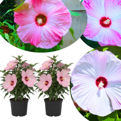 Luna Pink Swirl Hibiscus Plants Live 5-9" in Tall, Hardy Hibiscus Tree Live Plant Year-Round Blooming, No Pot, Outdoor Perennial Planting