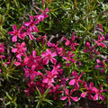 Red Creeping Phlox Plant in Quart Pot, 3-6" Live Garden Phlox Plants, Pink Blooms, Perennial Groundcover