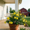 Set 2 Dwarf Allamanda Plants Live, 4-6 Inc Tall, Tropical Flowering Shrub, Yellow Blooms, Allamanda Plant for Patio, Trellis or Outdoor Garden