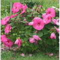 2 Mixed Hibiscus Plants Live 5-9" in Tall, Hardy Hibiscus Tree Live Plant Year-Round Blooming, No Pot, Outdoor Perennial Planting
