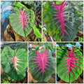 2 Pink Green Colocasia Live Plants, Alocasia Elephant Ear Live Plant for Growing, 4-6" Tall, Cold Hardy, Indoor Outdoor Planting