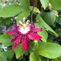 2 Abundant Bloom Red Passion Flower Plants Live, Red Passiflora Live Plant for Trailing, Climbing Trellis Outdoor, 5-9" in Tall, Perennial, Fragrant