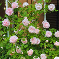 Climbing Roses Live Plant, Climbing Rose Plant Live, 5 to 7'' Tall, Fragrant Flower Bush Plants for Gardening (Pink New Dawn)