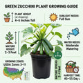 2 Green Zucchini Plants for Planting, Hardy Squash Plant in 4'' Pot, Live Zucchini Plants, 4-6 Inches Tall, 2 Plants per Pot, Well-Rooted