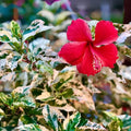 Hardy Hibiscus Plants Live Well-Rooted, Snow Flowers Hibiscus Tree Live Plant for Outdoor Full Sun Spring Planting, 5-9" in Tall, Perennial Growing