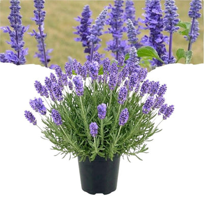 Lavender Live Plant in  Pot, Lavender Herb Plants, Fragrant Hardy Herb for Indoor or Outdoor Planting