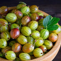 Gooseberry Plant Live, Gooseberry Bush Live Plant 5 to 9 Inch Tall, Gooseberry Fruit Tree