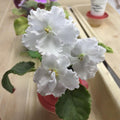 African Violet Plant, Live African Violet Flowers in 4'' Pot, Low-Maintenance Indoor Flowering Plant with Vibrant Blooms (White Blooms)