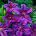 Clematis Vine Plant Live for Planting Outdoor, Clematis Plants Live, 4 to 6 Inch Tall, 2.5 Inc Pot, Perennial Fragrant Flowers Plant, Stripe Purple