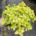 Golden Oregano Live Plant 3" Pot, Golden Oregano Leaf Plant, Fragrant Herb Seedlings Grow Indoor Outdoor