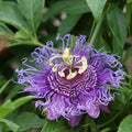 Passion Flower Plant, 4" Pot, Purple Passion Flower Vine Tree for Planting Indoors Outdoors