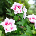 1 Pink Rose of Sharon Plant Live 4 Inch Pot, Hardy Hibiscus Shrub with Vibrant Blooms, Althea Hibiscus Syriacus Flowers