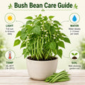 2 Green Bean Plants Live, Bush Bean Plants, 3-5 Inc Tall