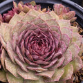 1 Hens and Chicks Succulent Plants Live Outdoor 2.5 Inch Container, Ornamental Hens & Chicks Plant Live Houseplant to Grow