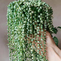 Variegated String of Pearls Plant Live, Trailing Succulent Vine, Rare Live Indoor Plant in Pot