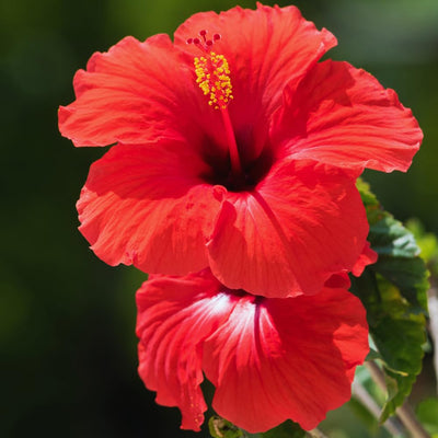 3 Red Hibiscus Plants Live, Hardy Hibiscus Flowers Plants, 4 to 7 Inc Tall Seedling, Well Rooted
