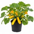 Yellow Summer Squash Live Plant in 4 Inch Pot, 4-6" Tall Zucchini