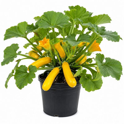 Yellow Summer Squash Live Plant in 4 Inch Pot, 4-6" Tall Zucchini