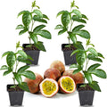 2 High Yield Passion Fruit Plants Live, Cold Hardy Climbing Passion Vine Tree Live Plant for Outdoor Growing, 5-9" in Tall, Fast Growing Perennial Sweet and Edible Fruits