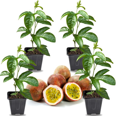 2 High Yield Passion Fruit Plants Live, Cold Hardy Climbing Passion Vine Tree Live Plant for Outdoor Growing, 5-9" in Tall, Fast Growing Perennial Sweet and Edible Fruits