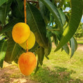 Sweet Mango Tree Live Plant, 7-11 Inch Tall, Yellow Mango Plant Live for Outdoor Planting, in Pot, Well-Rooted Tropical Fruit Tree