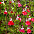 Hot Lips Sage Live Plant, Salvia Plant Live Herb for Grow Indoors Outdoor in 2.5 Inch Pot, Change Color to Red in Summer