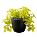 Plectranthus Swedish Ivy Live Plant, Yellow Green Plectranthus Plant, Live Trailing Swedish Ivy Houseplants for Planting, 2.5 Inch Pot, 3-5 Inch Tall